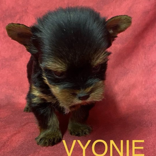 VYONIE york mini RÉSERVÉE Femelle Yorkshire terrier