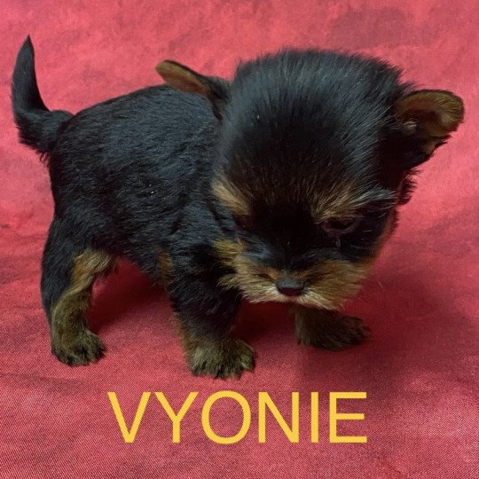 chiot Yorkshire terrier VYONIE york à réserver Domaine de la Chantelaie