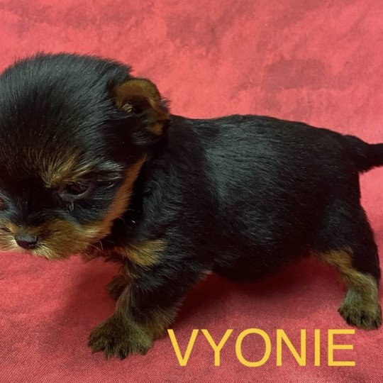 chiot Yorkshire terrier VYONIE york à réserver Domaine de la Chantelaie