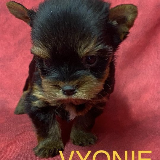 chiot Yorkshire terrier VYONIE york à réserver Domaine de la Chantelaie