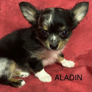 Chiot Chihuahua Poil Long SALMA chihuahua pl ❤ OXI chihuahua pl 2025 Domaine de la Chantelaie