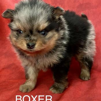 Portée TOQUINE spitz allemand ❤ PITCH spitz allemand 2026