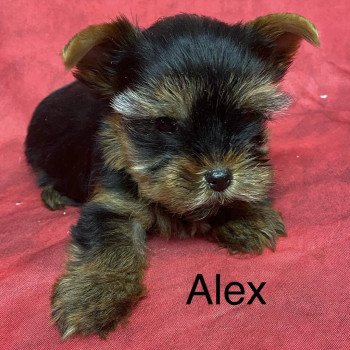 Chiot Yorkshire terrier TOUNDRA yorkshire terrier ❤ PAKO yorkshire terrier 2025 Domaine de la Chantelaie Chiot Yorkshire terrier TOUNDRA yorkshire terrier ❤ PAKO yorkshire terrier 2025 Domaine de la Chantelaie